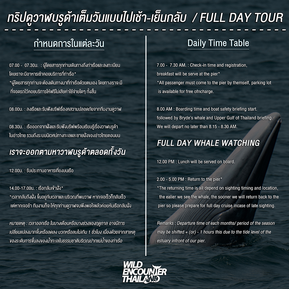 Whale watching Bangkok Thailand Wild Encounter Thailand Cruise Nature Ocean ดูวาฬ วาฬบรูด้า